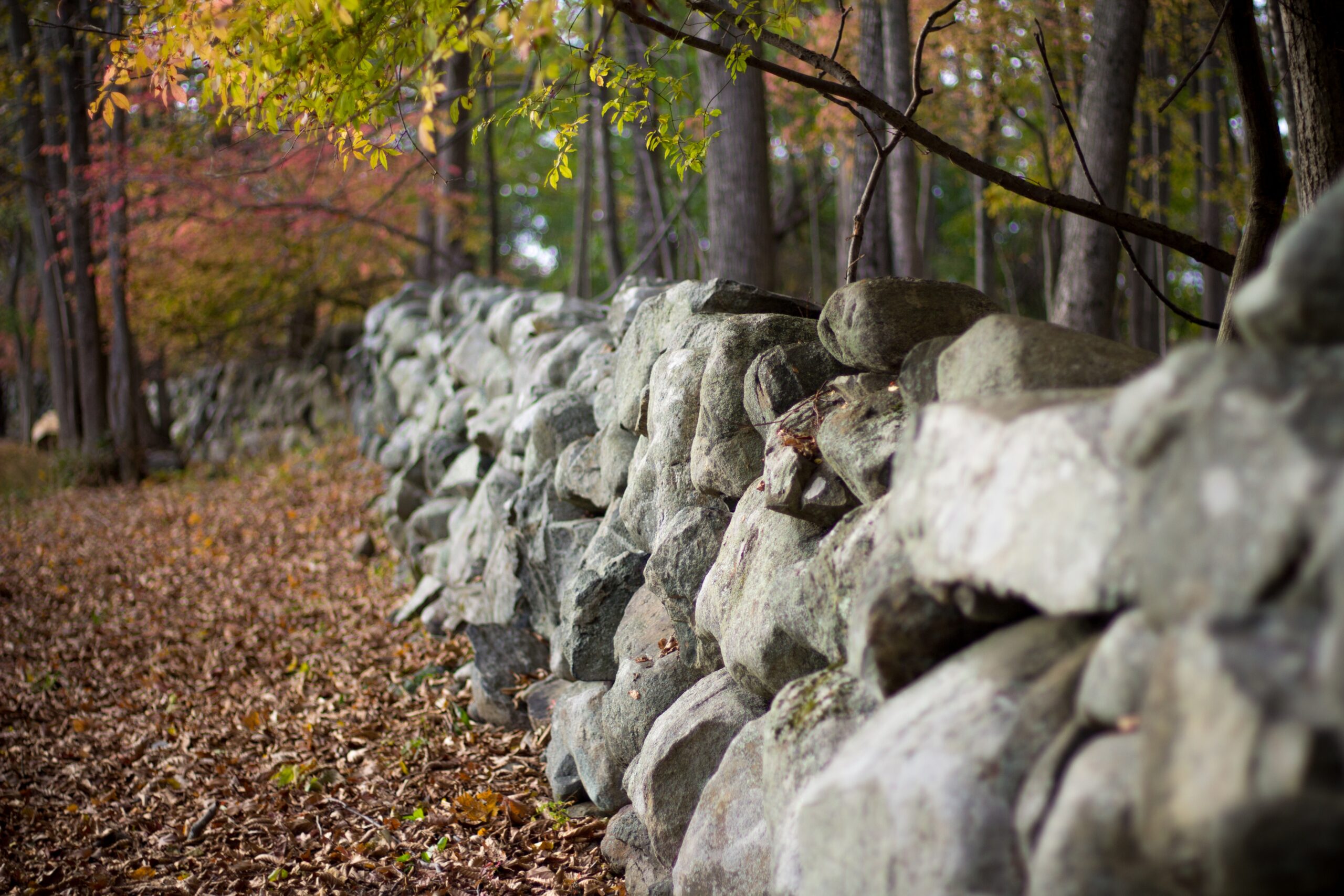 A shot of fallen leafs, trees and large stones in a forrest in the fall